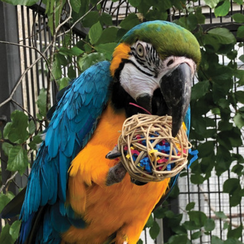 Fiesta Ball Stuffers Parrot Chews – Pack of 3