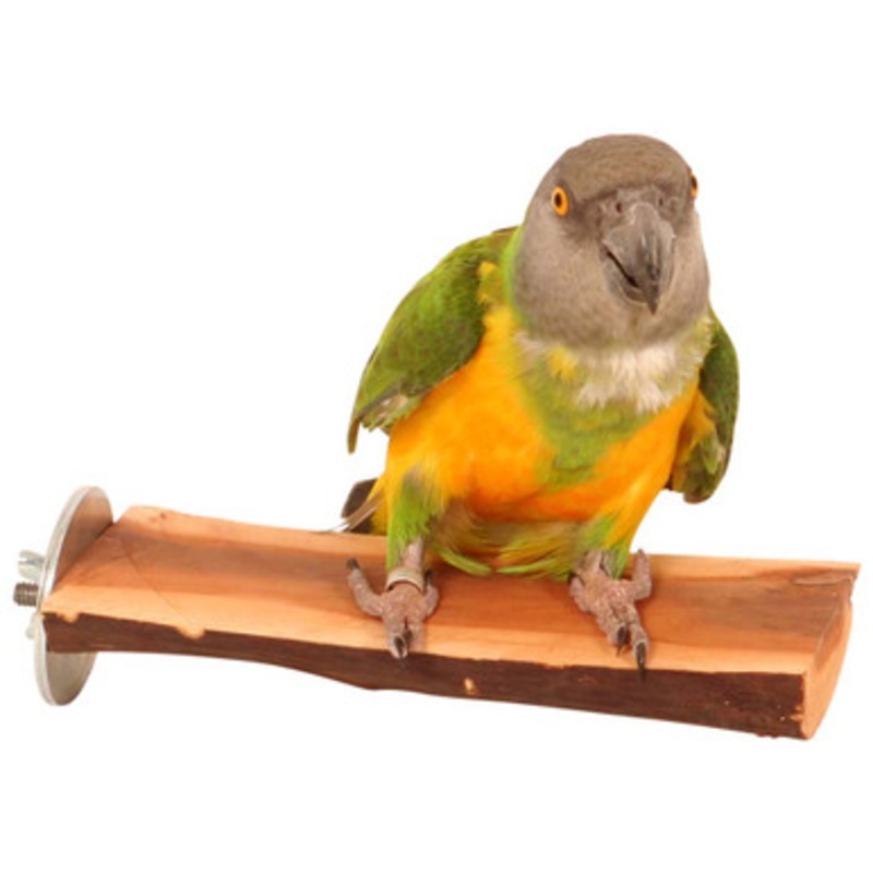 Manzanita Flat Parrot Perch – Small