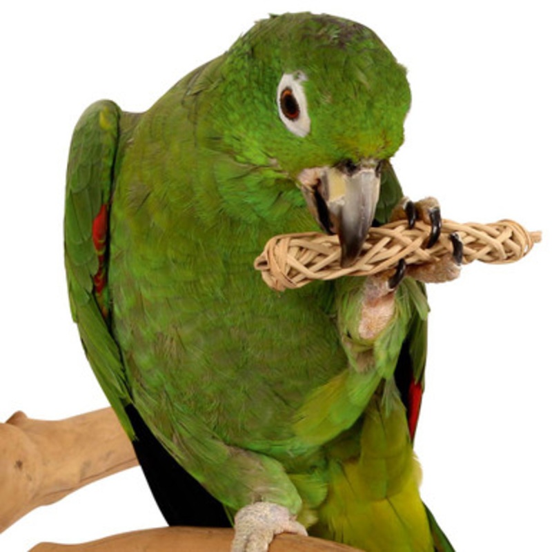 Natural Chews for Parrots – Pack of 6