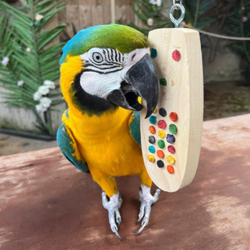 Remote Control Chewable Parrot Toy