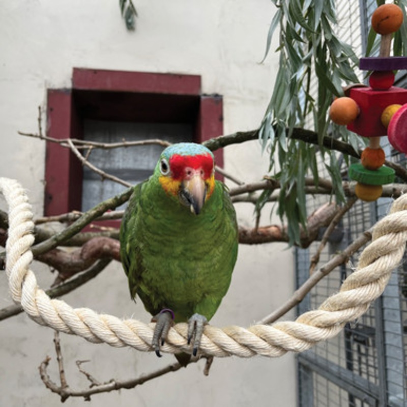 Sisal Rope Zig Zag Parrot Perch – Large