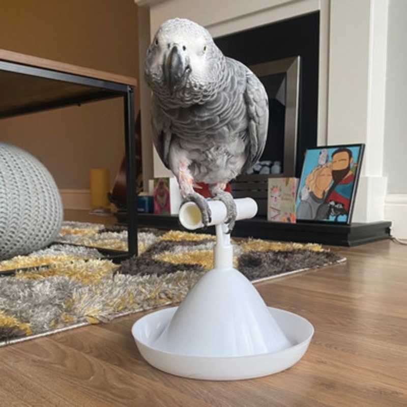 The Percher – Portable Parrot Training Perch