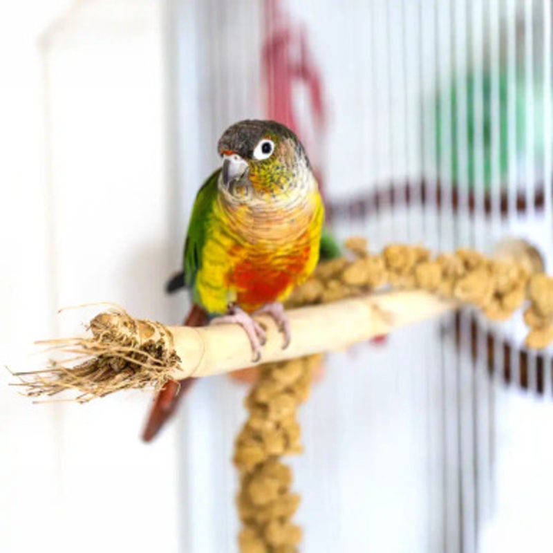 Bamboo Root Wood Natural Parrot Perch Small