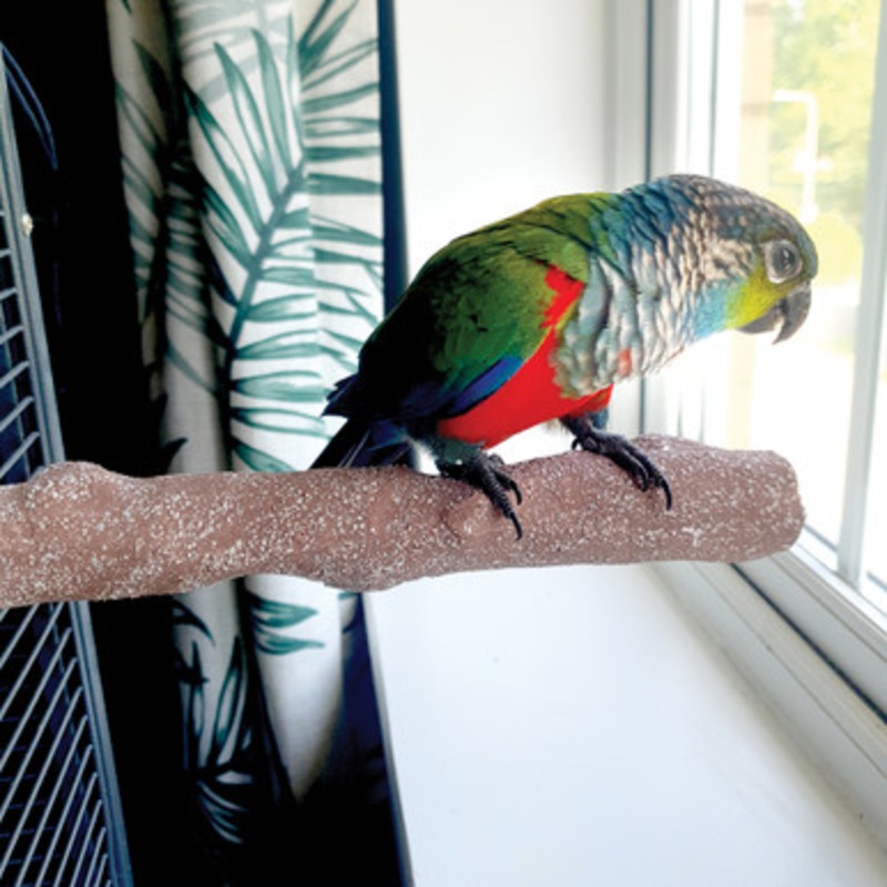 Beach Branch Perch – Medium – Edible Parrot Perch