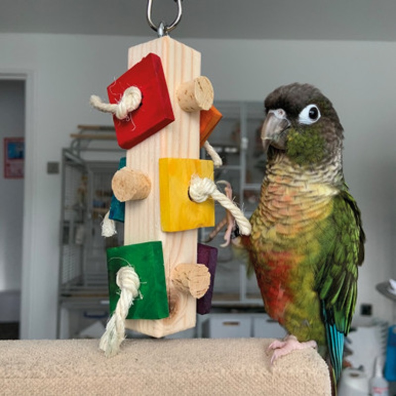 Busy Log Parrot Toy – Small