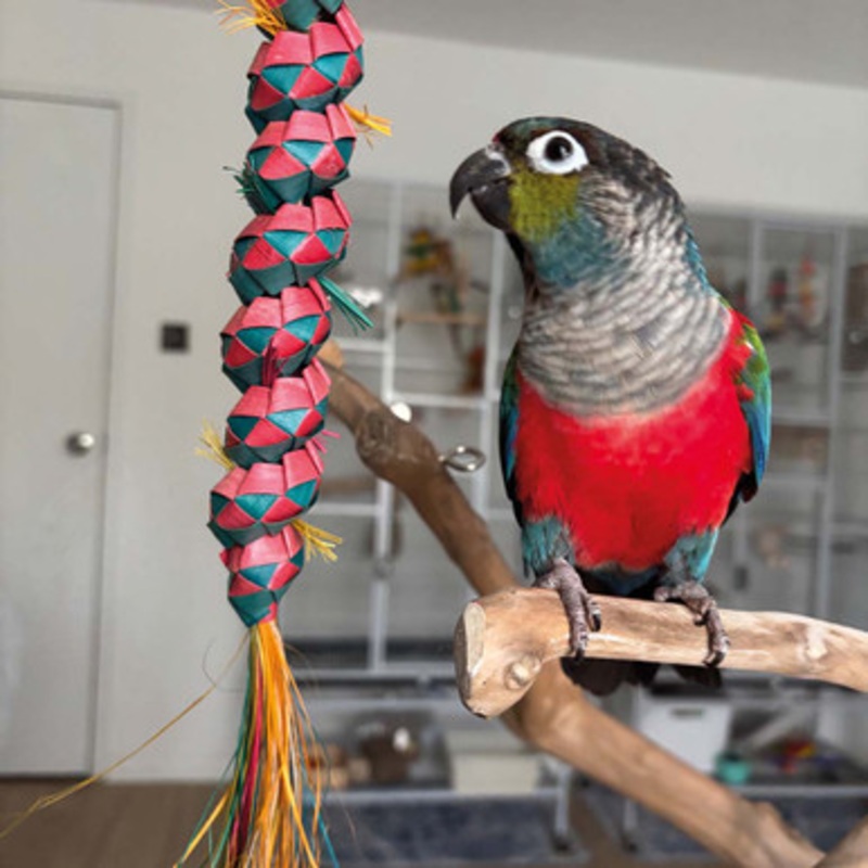 Caterpillar Woven Palm Leaf Parrot Toy Medium
