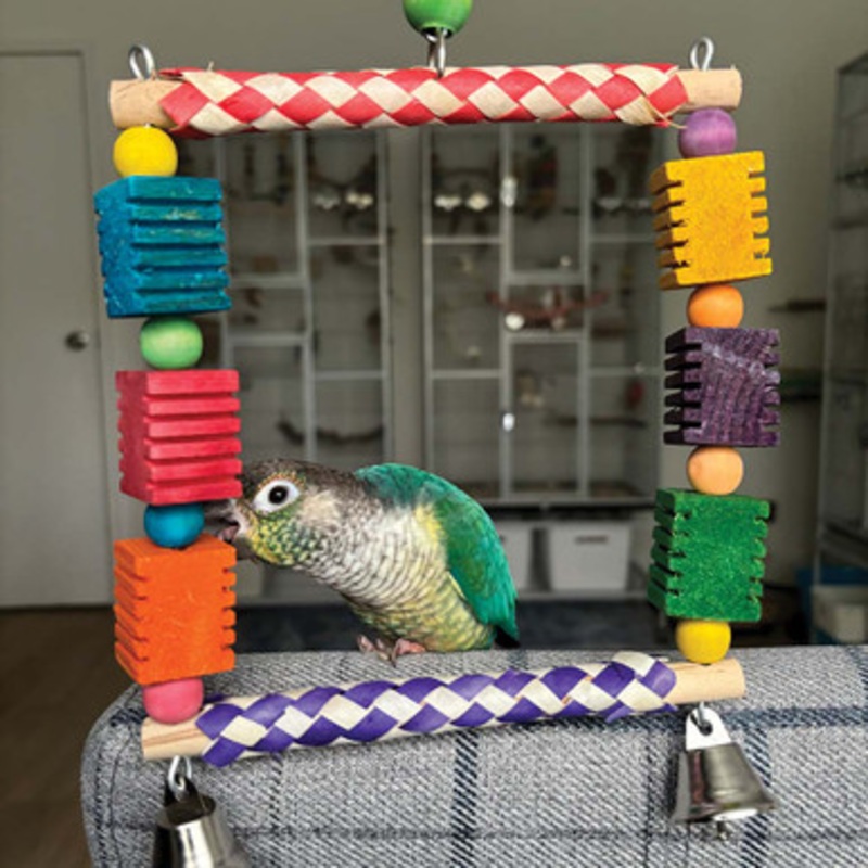 Grooving Swing Forage and Chew Parrot Swing
