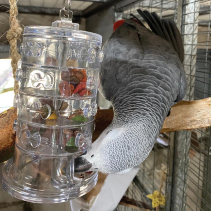 Rings of Fortune – Advanced Foraging Toy for Parrots