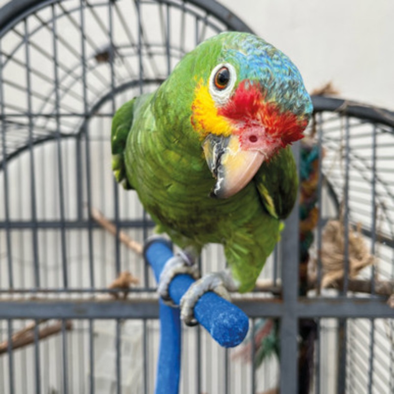 Sanded Nail Trimming Forked Parrot Perch – Medium