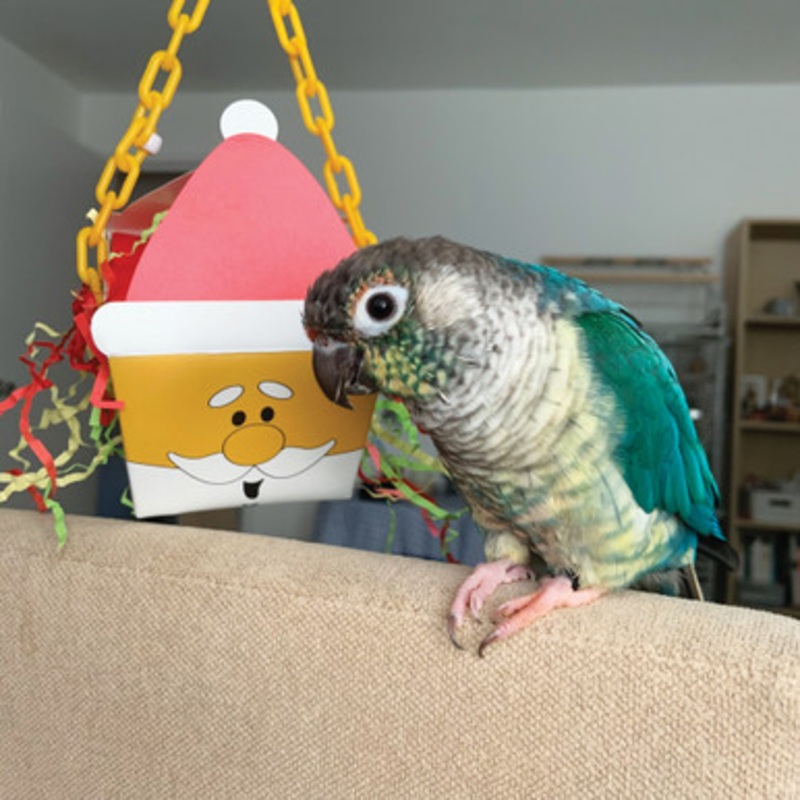 Santa Foraging Goodie Box Chewable Parrot Toy
