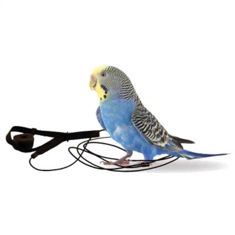 The Aviator Parrot Harness – Mini