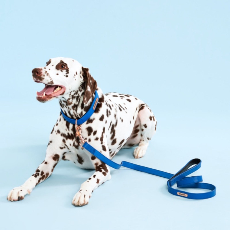 ZippyPaws Vivid Collection Leash – Cobalt