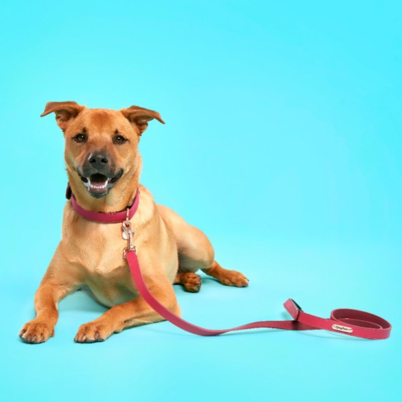 ZippyPaws Vivid Collection Leash – Magenta