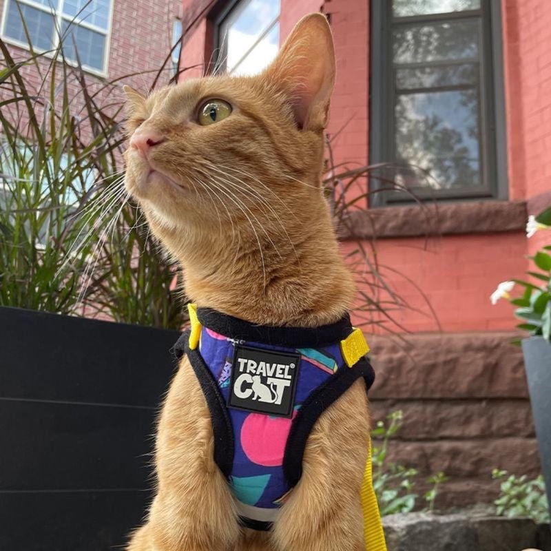 Travel Cat The ’90s Cat Limited-Edition Harness & Leash Set
