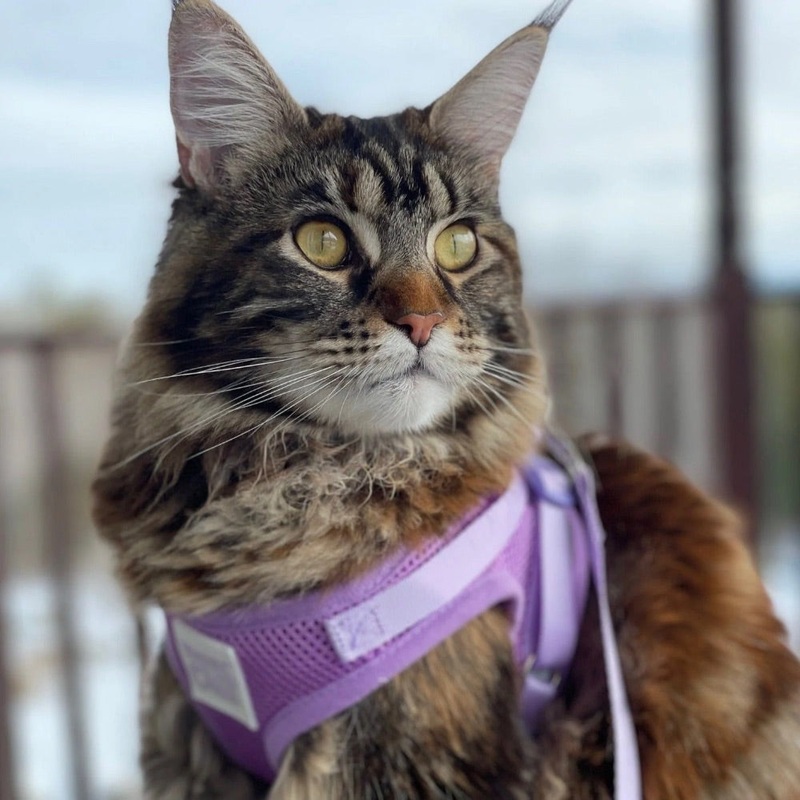 Travel Cat The Lavender Limited-Edition Purple Cat Harness & Leash Set