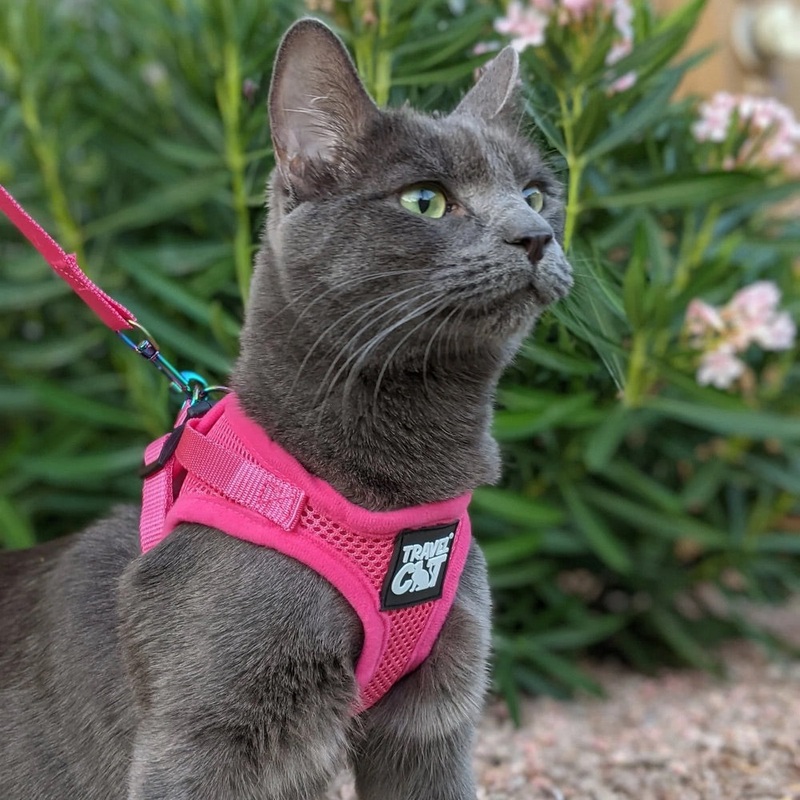Travel Cat The Purrfectly Pink Iridescent Limited-Edition Harness & Leash Set