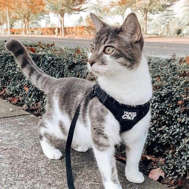 Travel Cat The True Adventurer Reflective Cat & Kitten Harness and Leash