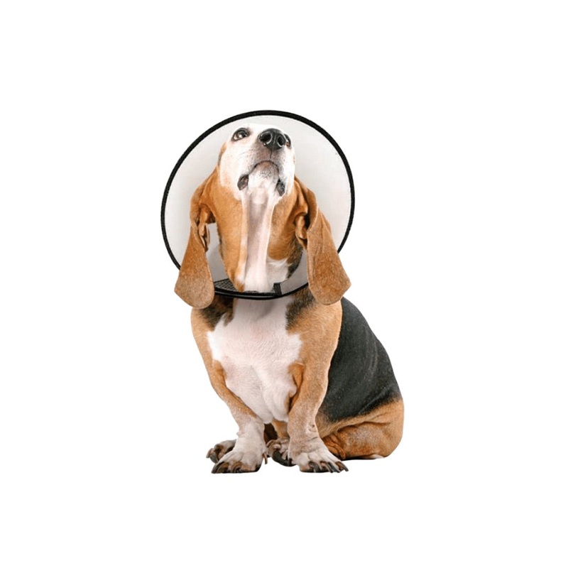 Vet Worthy Pet Cone Collar|Medium|Large