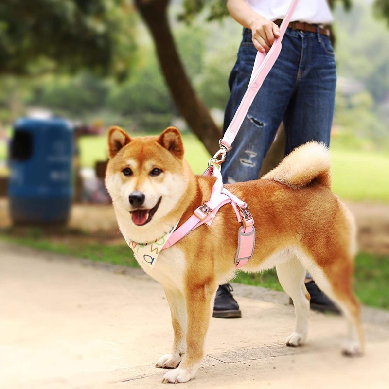 DOGNESS Classic Leash|Medium|Large|Blue|Pink|Red|Black