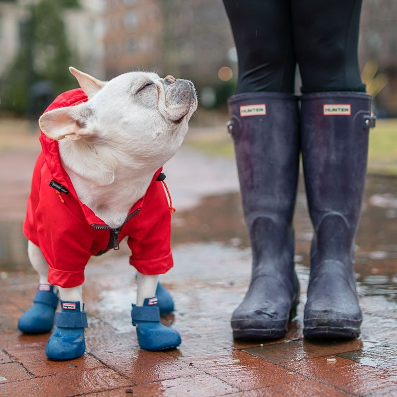 WagWear WagWellies Boots|Small|Medium|Large|X-Large|Red|Black|Green|Blue