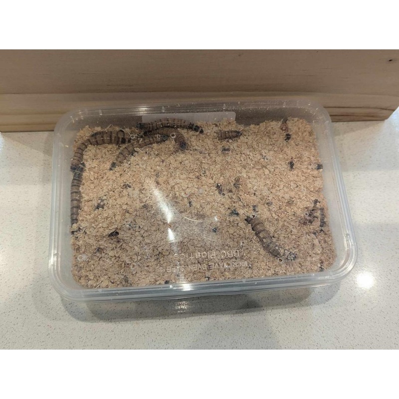 Superworms ( label)|50g|100g|50g|100g