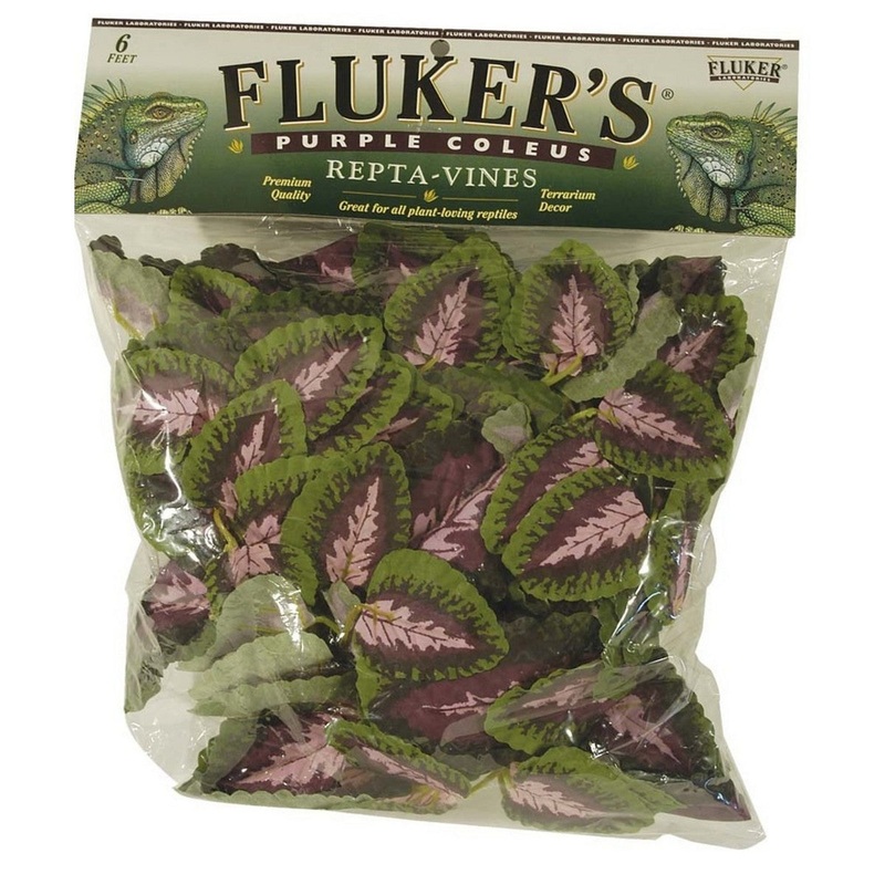 Fluker’s Purple Coleus Repta-Vines Green Purple 6′