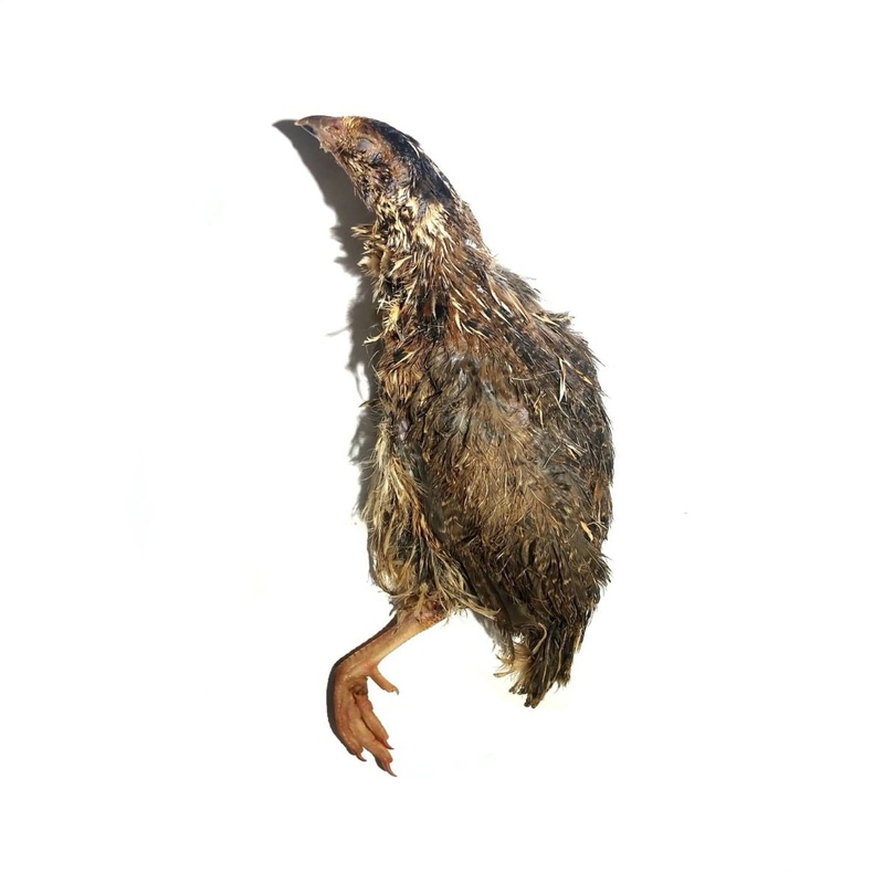 Savage Cat Split Quail 2 Pack Raw Cat & Dog Food 6oz
