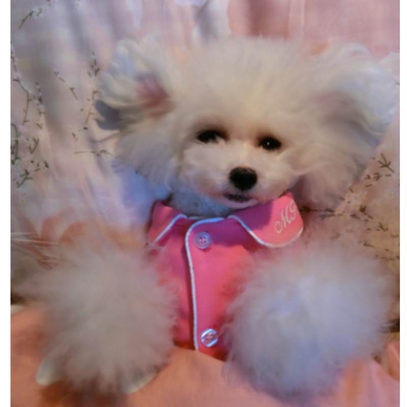 European and American temperament pajamas Teddy pet dog clothes