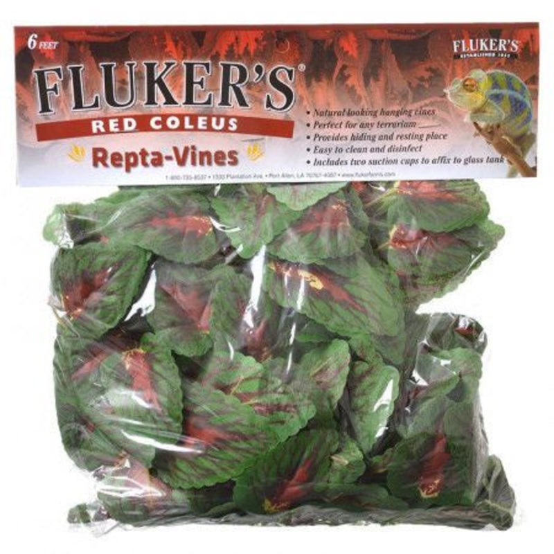 Fluker’s Repta Vines Red Coleus